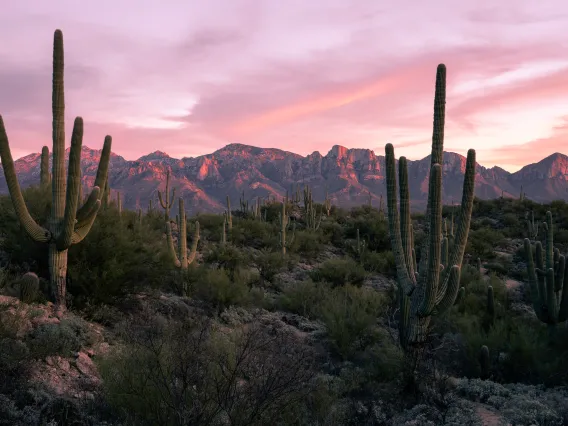 Tucson AZ