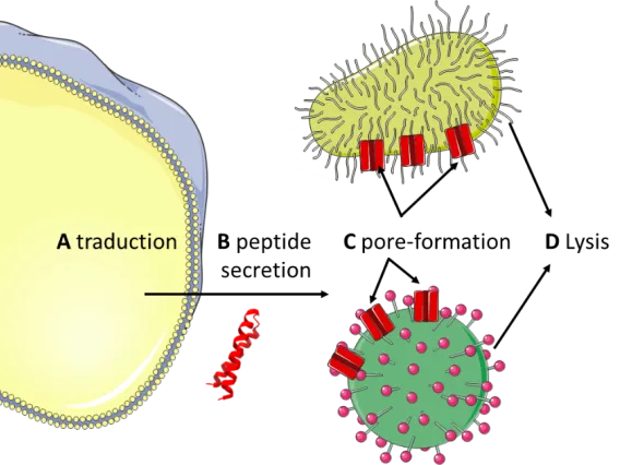 Pore Forming Peptides