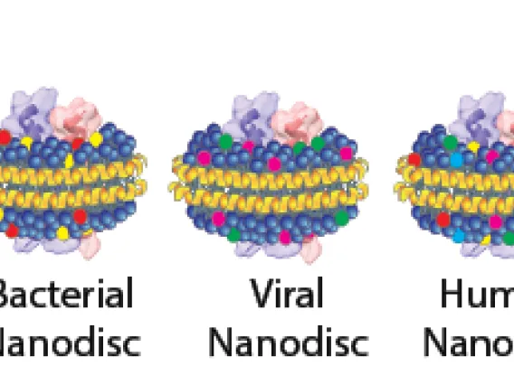 Reconstitution of different lipidic environments