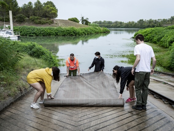 Deployment of a tarp to receive water primrose, "Ludwigia peploides", an invasive aquatic species of which specimens can be seen in the background.