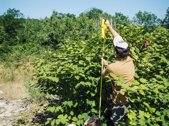 Measurement of Japanese knotweed clump, "Fallopia japonica", in the Gard, to compare its growth with or without repeated mowing.
