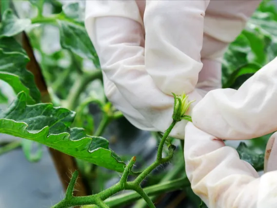 Pollination tomato