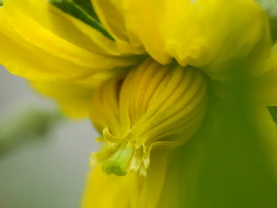 Tomato pollen