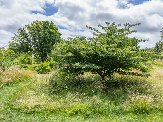 la havre grassland