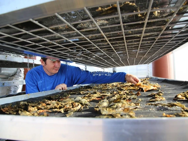 A research technician examines seaweed that has been dried.