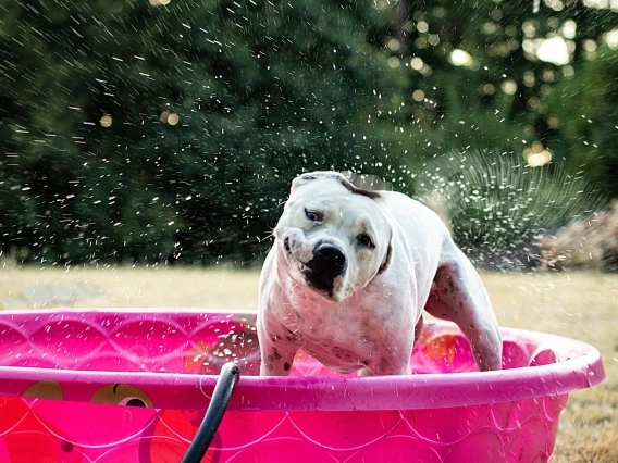 dog playing in kiddie pool