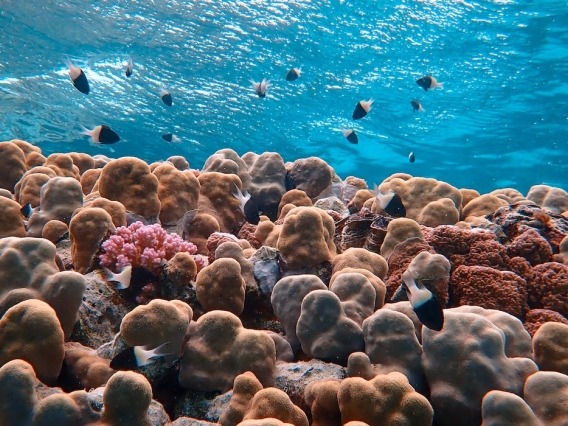 A coral reef landscape with the ocean surface above