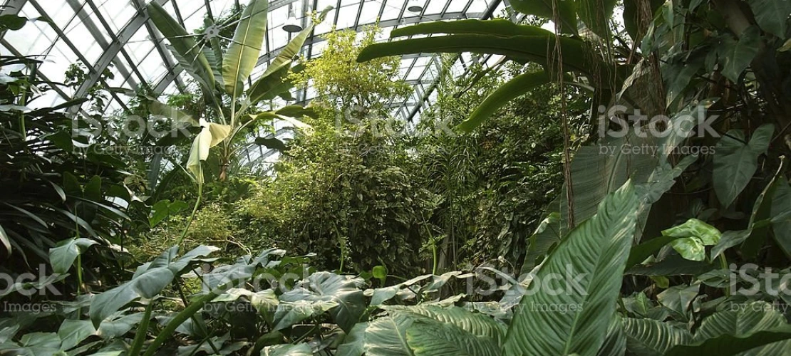 B2 Tropical forest
