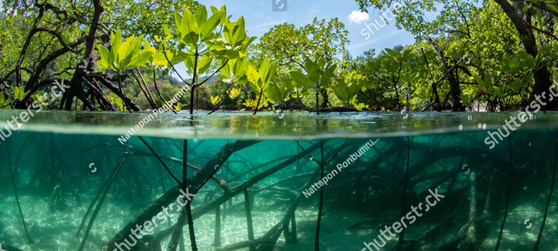 Photo of Mangrove
