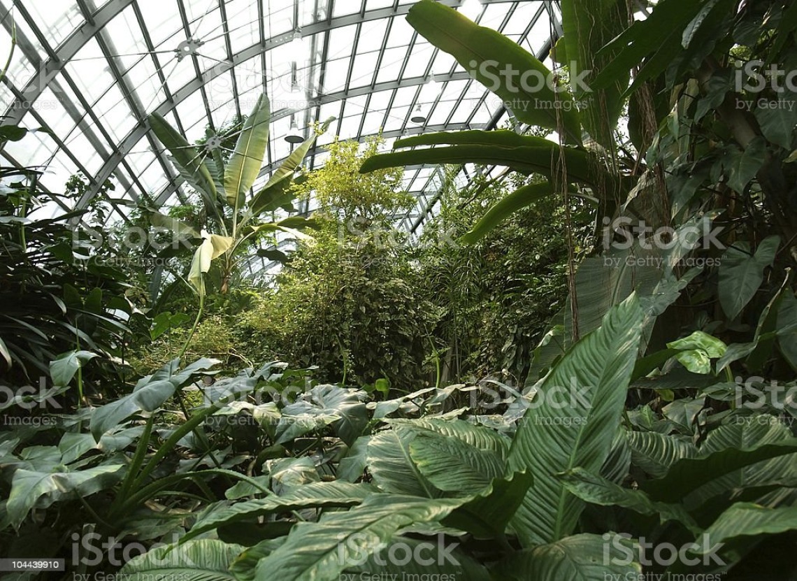 B2 Tropical forest