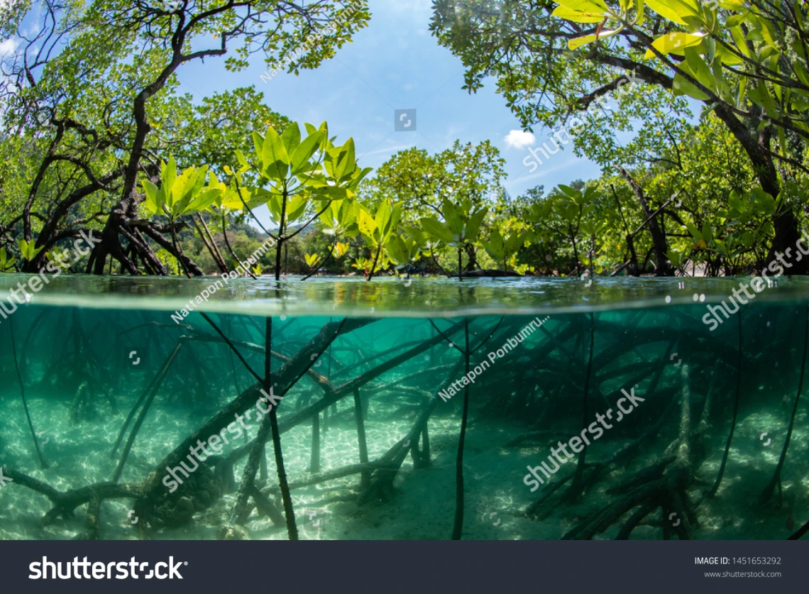 Photo of Mangrove