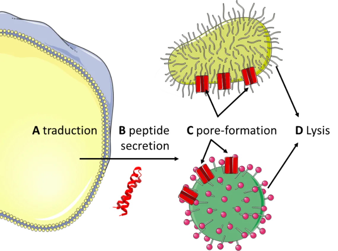 Pore Forming Peptides