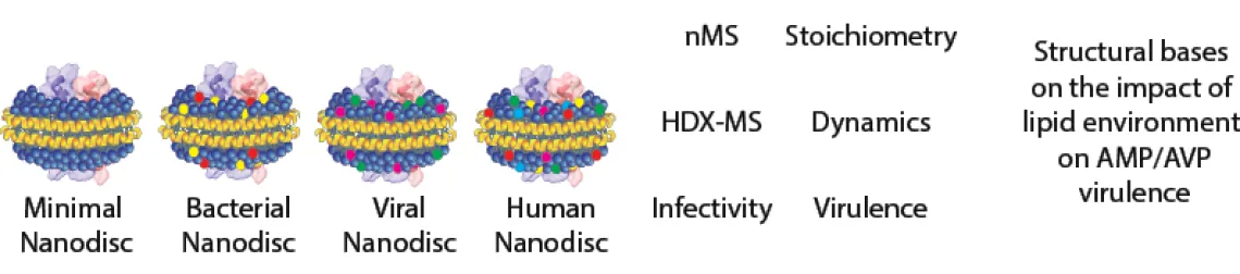 Reconstitution of different lipidic environments