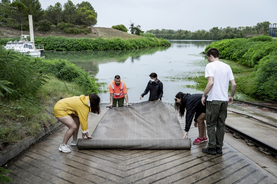 Deployment of a tarp to receive water primrose, "Ludwigia peploides", an invasive aquatic species of which specimens can be seen in the background.