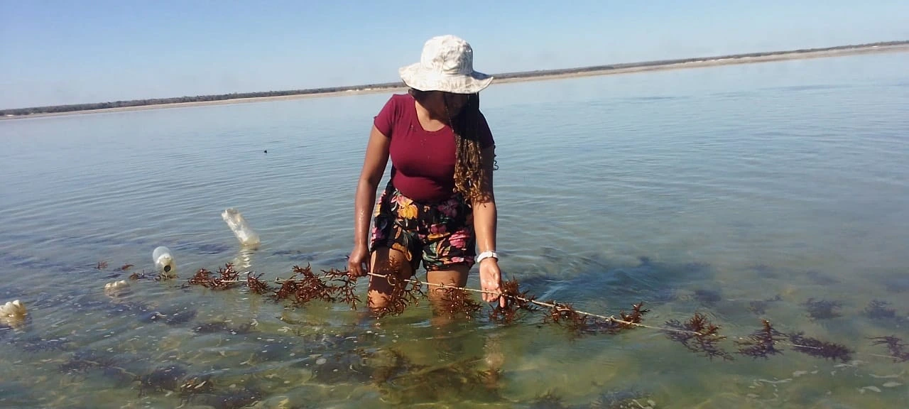 Clara and seaweed