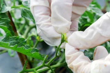 Pollination tomato