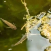 A small fish swims near vegetation.